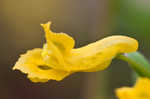 Yellow fumewort